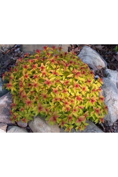 Спірея японська Меджик Карпет®/Вальбума®